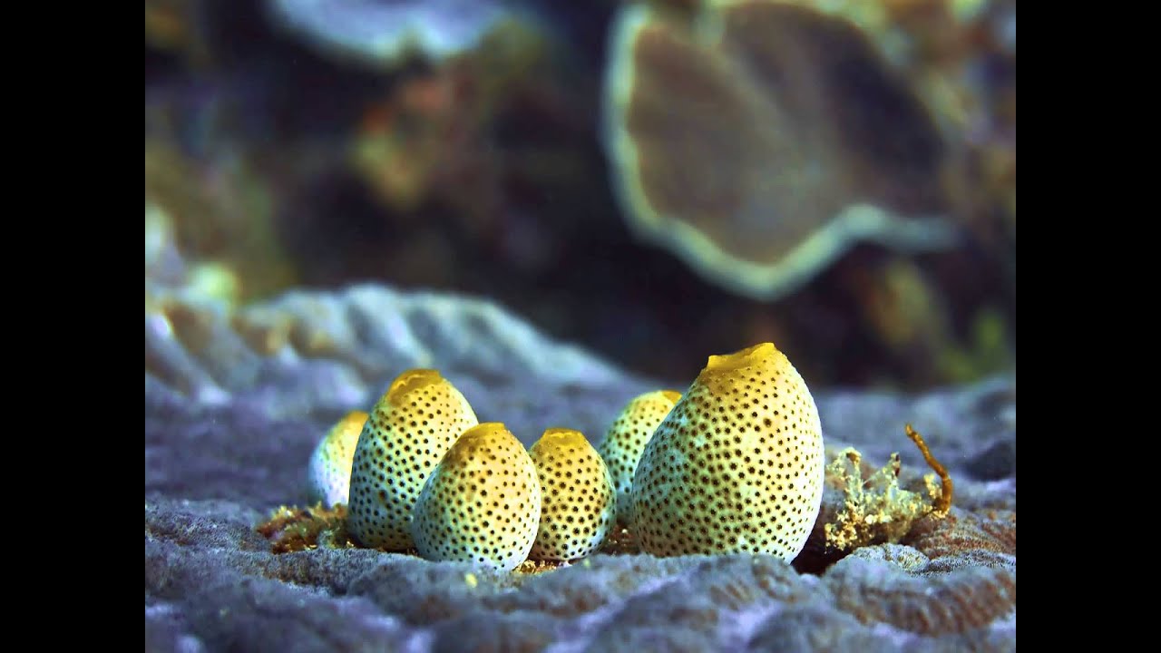 Sea Squirt Youtube