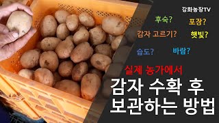 감자 수확 후 보관방법, 감자 저장방법