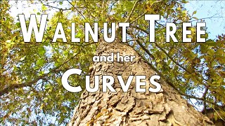 Nature Video | Walnut Tree and Friends| Canon SX40 HS Powershot