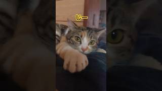 見つめられてキュン #猫 #子猫子猫  #保護猫