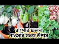 বেগুন গাছ হতে বাম্পার ফলন পাওয়ার সহজ উপায় || গাছের জন্য শুধুমাত্র খাদ্যই যথেষ্ট নয় || Begun