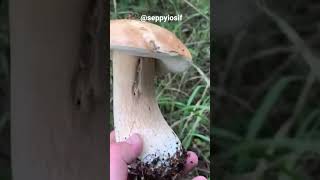 Super bolete! The perfect mushroom! Grande porcini! Steinpilze!