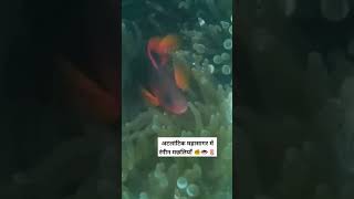 Colorful fish in the Atlantic Ocean | under water view | Teri gallian song status -Journey with ammy