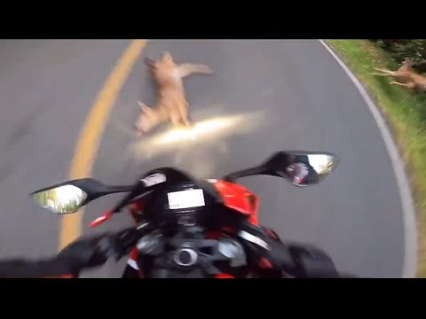 Horrific Motorcycle Crash | CBR1000RR Vs. Deer - YouTube