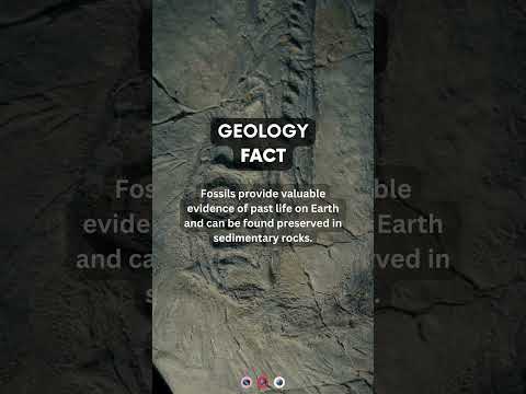 Fossils | #geology #earth sciences #paleontology