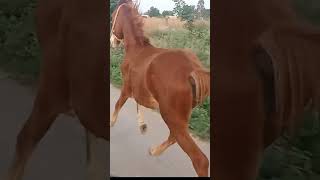 talamarla raghunath reddy horse riding #ytshorts