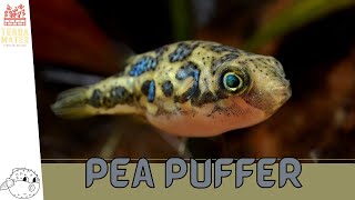 Introducing PEA PUFFERS: Tiny Aquatic Hunters! (Carinotetraodon travancoricus)