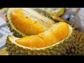 Cara Pilih Durian Isi Kuning