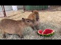 gort the capybara has the biggest nose