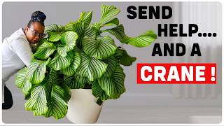 Safely Repot and Move A GIANT Prayer Plant | Orbifolia Edition