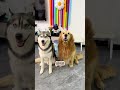 就是玩，哈哈哈哈哈，快给你们家狗狗也做一个 pets dog funny cute