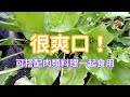 綠酸模 vs 紅酸模【美味料理生力軍】