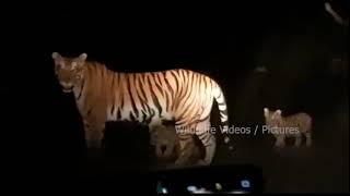 TIGER with his Little Cubs | Tiger in konkan | Wild life Video