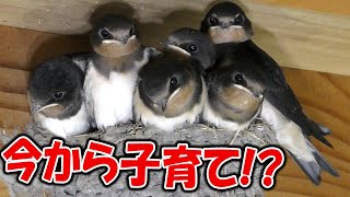 【 #ツバメ 】#巣 が修理されてる！今から子育てするの！？遅くないか！？【#燕#swallow】