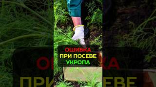 Частая ошибка при посеве укропа: секрет посадки укропа #огород #укроп #дача #урожай #садоводство