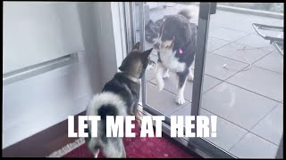 BERNESE MOUNTAIN Dog VS SHIKOKU-KEN Dog!