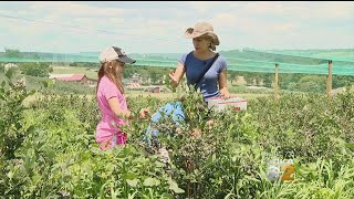 Kidsburgh: Pittsburgh-Area Pick-Your-Own Farms