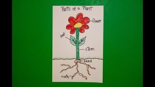 Let's Draw the Parts of a Plant!