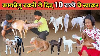 कामधेनु बकरी ने दिये 10 बच्चे ये खाकर ?।। Bakri ke Bache।।Feed For Goat । Goat kids।#OmPrakashausar