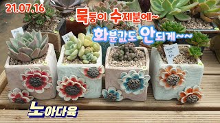 노아다육2탄/묵은둥이 수제분에~/분포가격 넘 착하네요/택배 010 9884 1044