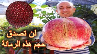 The World's Biggest Pomegranate