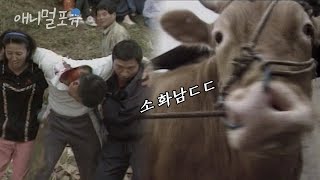 성난 암소를 제압하는 아저씨.. 바위에 그만 머리를 박아버리고 마는데... | KBS 긴급구조 119 981025 방송