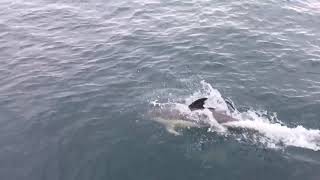 Group of Dolphins Swim Alongside Tour Boat