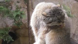 夫婦喧嘩をするボルくんとポリーちゃん  manul (Pallas cat) Манул