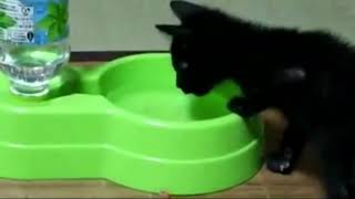 水を飲むのが下手な仔猫😅