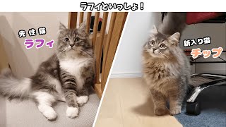 新入り子猫を飼うことを決めた後に分かった、先住猫との運命的な関係性…！【サイベリアンのラフィ#228】