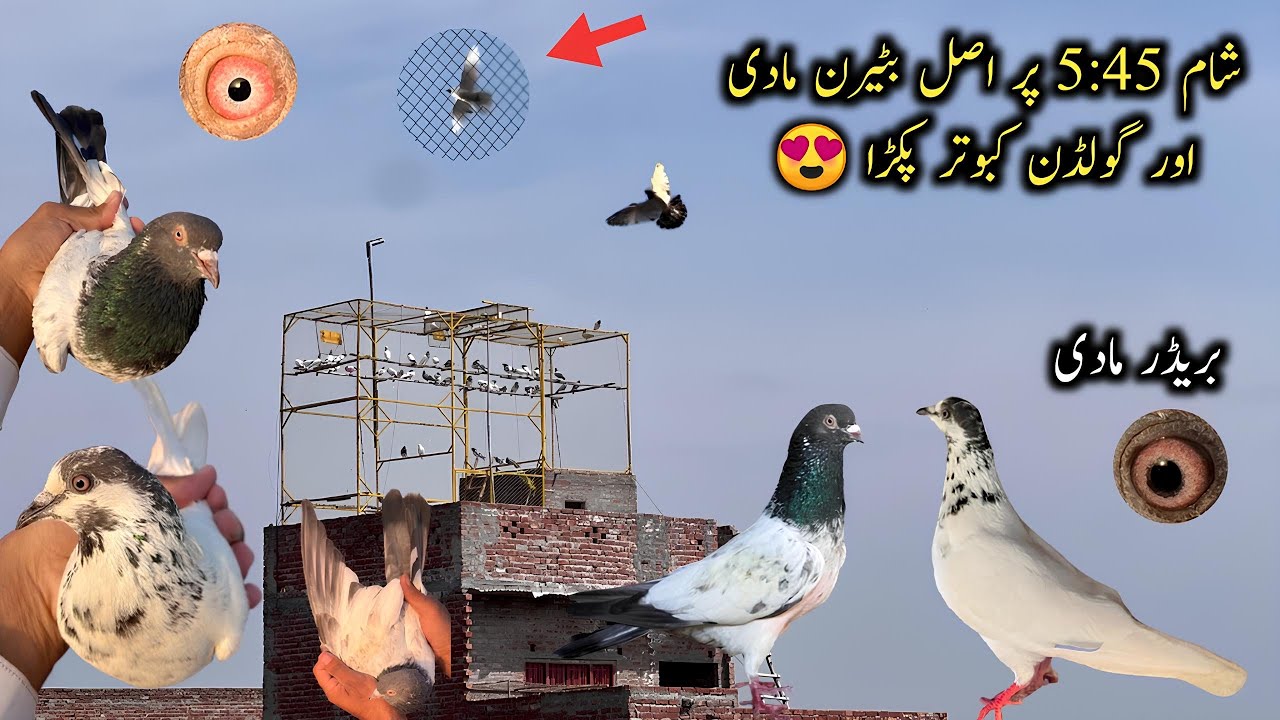 Shaam 5 45 亞 Par 2 Kabootar Ek Saath Pakray ｳ Sheikhoo Pigeons Club