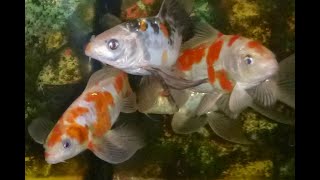 Keeping Koi In an Aquarium