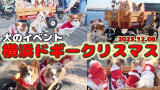 【犬イベント】ドギークリスマスで大盛り上がり! 横浜に可愛いサンタさんが大集合‼️＃赤レンガ倉庫＃パピヨン＃ポメラニア＃サンタクロース