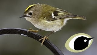 BTO Bird ID - Goldcrest \u0026 Firecrest