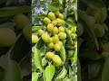 Smart Farmer Farming Fruits With This Technique #subscribe #shorts#fyp#viral#new #farmingshorts2.0#