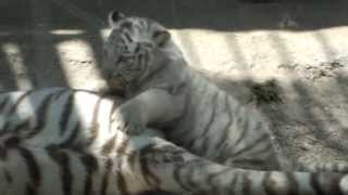 Baby white tiger play with mom's tail.母の尻尾で遊ぶホワイトタイガーの赤ちゃん。