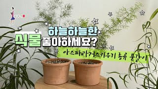 하늘하늘한 식물좋아하세요? 아스파라거스키우기