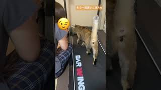 ルームランナーでダイエット(?)する猫