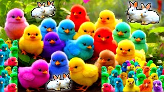 World Cute Chickens, Colorful Chickens, Rainbows Chickens, Cute Ducks, Cat, Rabbit, Cute Animals