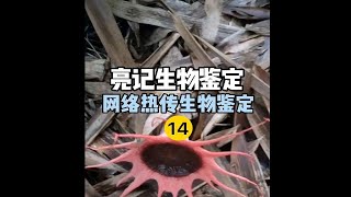 【亮记生物鉴定】网络热传生物鉴定14