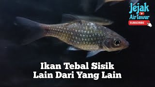 Koleksi: Ikan tebal sisik yang unik