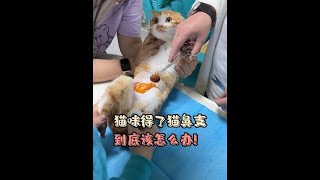 猫咪得了猫鼻支到底该怎么办！#养猫经验分享 #养猫人 #猫鼻支