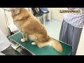 獣医師がお勧めする犬の健康寿命を延ばす５つのケアについて。子宮蓄膿症を乗り越えて元気にしていますよ！