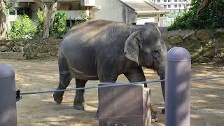 残夏🍆インドゾウ・印度象・リュウカちゃん・沖縄こどもの国・・・Indian_Elephant ・Okinawa Zoo \u0026 Museum(20220921)