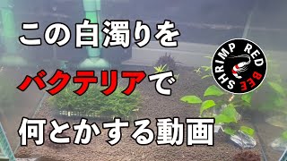 【白濁り対策】レッドビーシュリンプ水槽の白濁りをバクテリア剤で何とかします【レッドビーシュリンプ】