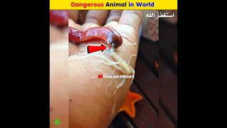 Dangerous Animal In World | Arslan Speaks #facts #shortsfeed