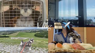 愛犬と北海道旅行🌿|犬初めての飛行機✈️ |ミニチュアシュナウザー |犬連れ旅館♨️