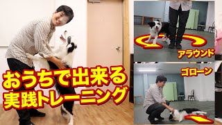 愛犬と一緒に実践トレーニング！アラウンドとゴローンの教え方