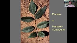 Tree ID Basics
