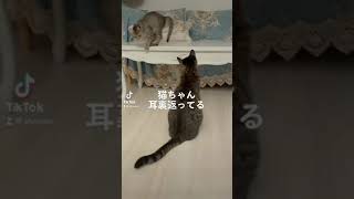 猫耳よく裏返るよねwww#shorts